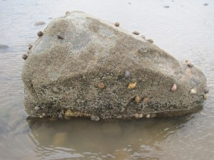 Nucella at mating time (with egg capsules below)