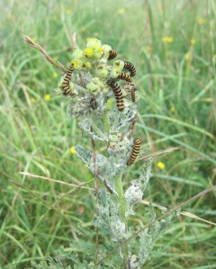 Cinnabar caterpillars on ragweed
