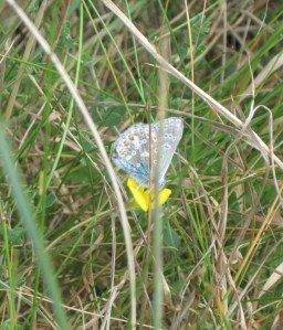 Common Blue butterfly