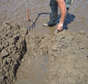 Digging for lugworms (Arenicola)