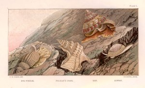 Nucella on the left: from PH Gosse's 'A year at the shore'
