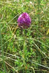 Pyramidal Orchid