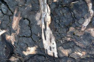 Peast and tree: with grateful thanks to Joan Thirlaway for this photo