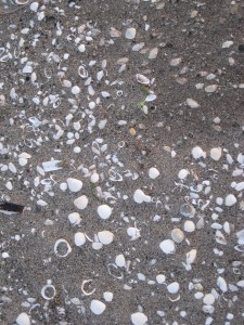 Razor shells, cockles and other bivalves on Luce sands