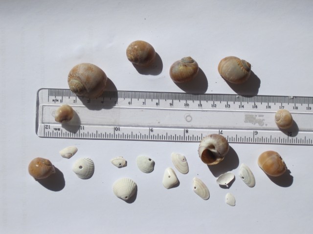Natica shells, and some of their prey