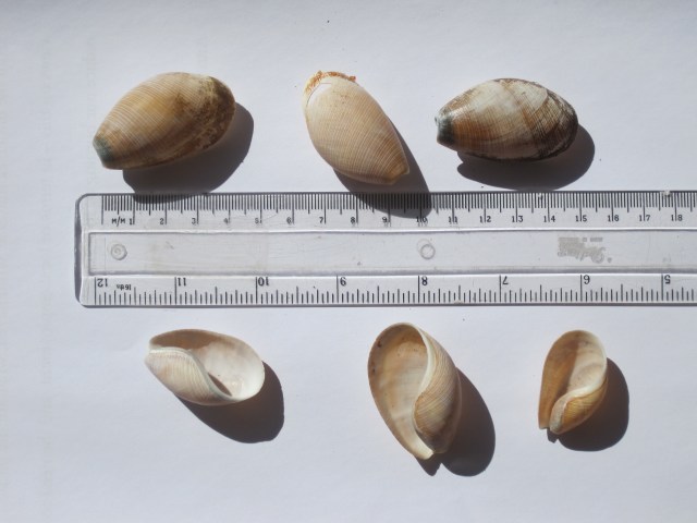 Scaphander shells