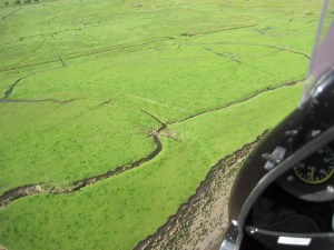 Cattle tracks converge on a bridge