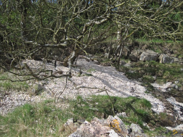 Cockle drifts at Balcary bay, April 2015