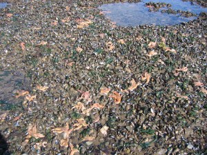 Starfish invading the mussel beds at Ellison's Scar, Allonby Bay (photo: Dr Jane Lancaster)