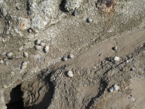 Barnacles, winkles and dog-whelks coat the timber: rust bleeds through (photo: Ann Lingard)