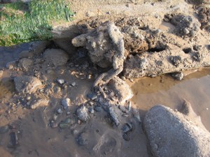 The chain (photo: Ann Lingard)