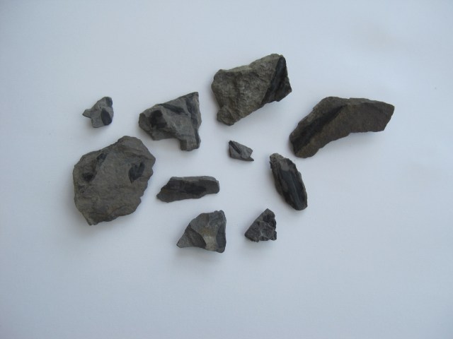 parton plant fossils1