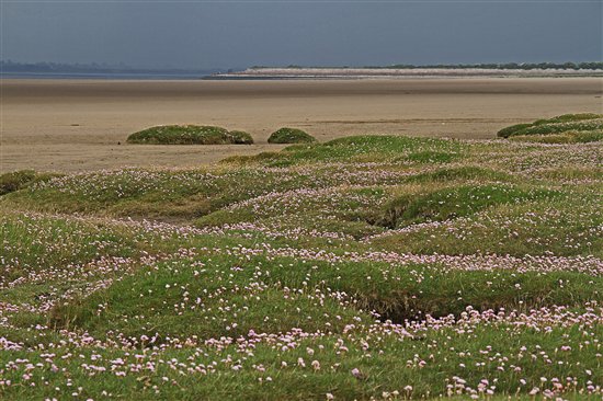 003 rogers' sea-pinks june10