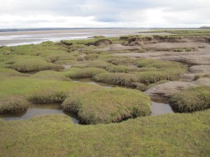 campfield saltmarsh4 march16