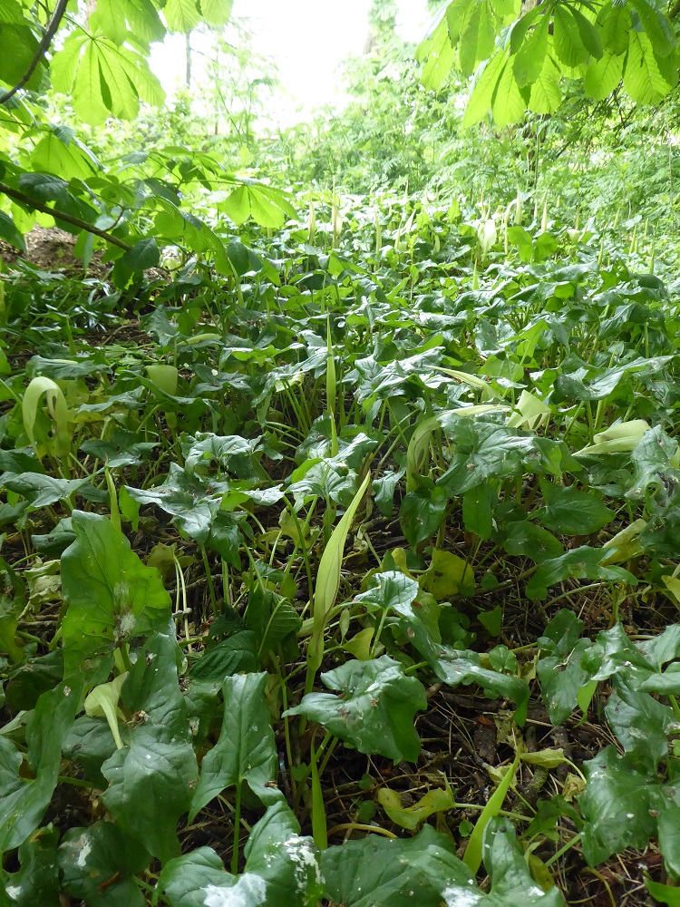 Arum lilies