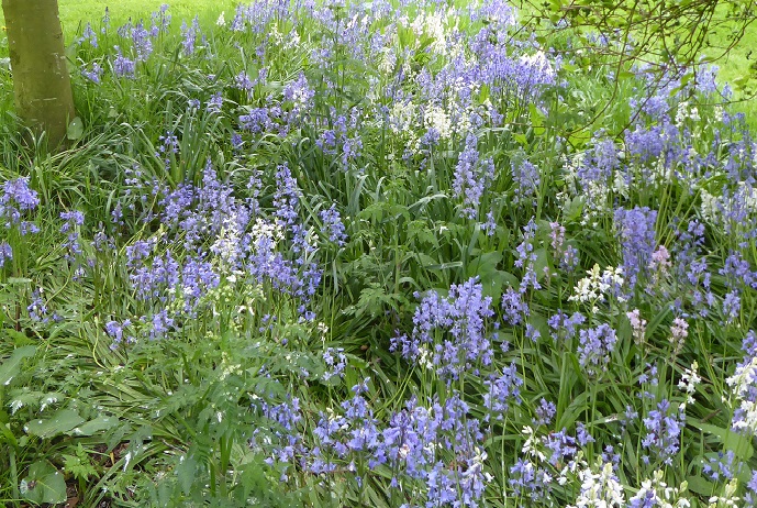 Bluebells (and white)