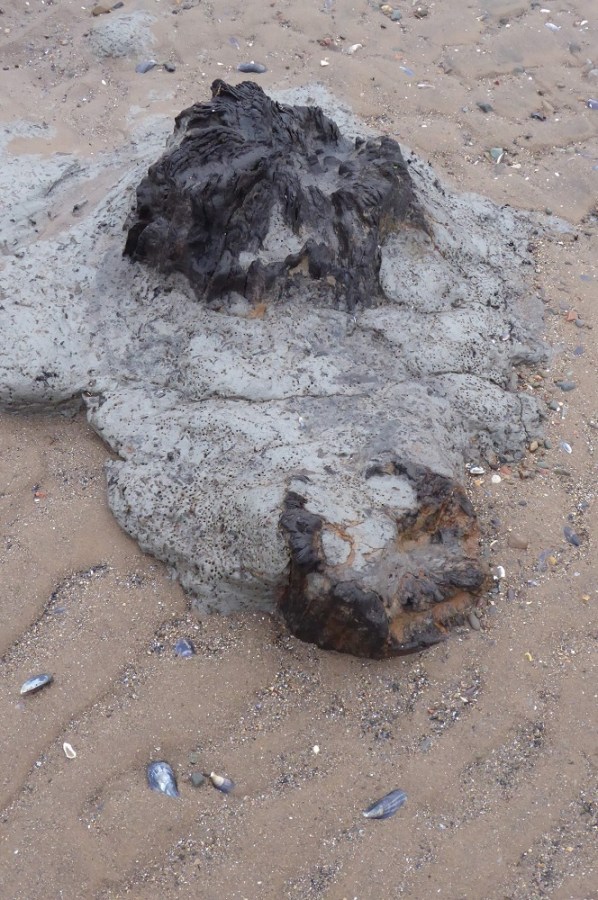 Tree trunks and clay