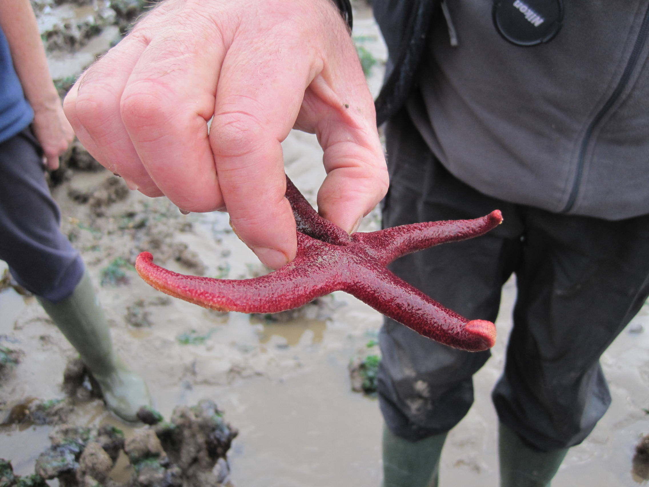 Starfish, September 2007