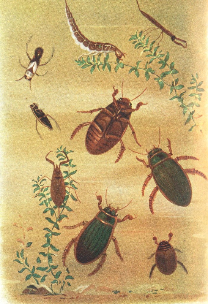 Dytiscus (bottom centre) from Furneaux's 'Life in Ponds and Streams' 1911