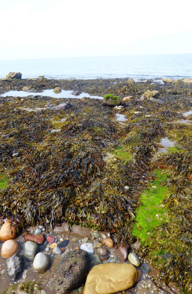 The seaweeds are winning