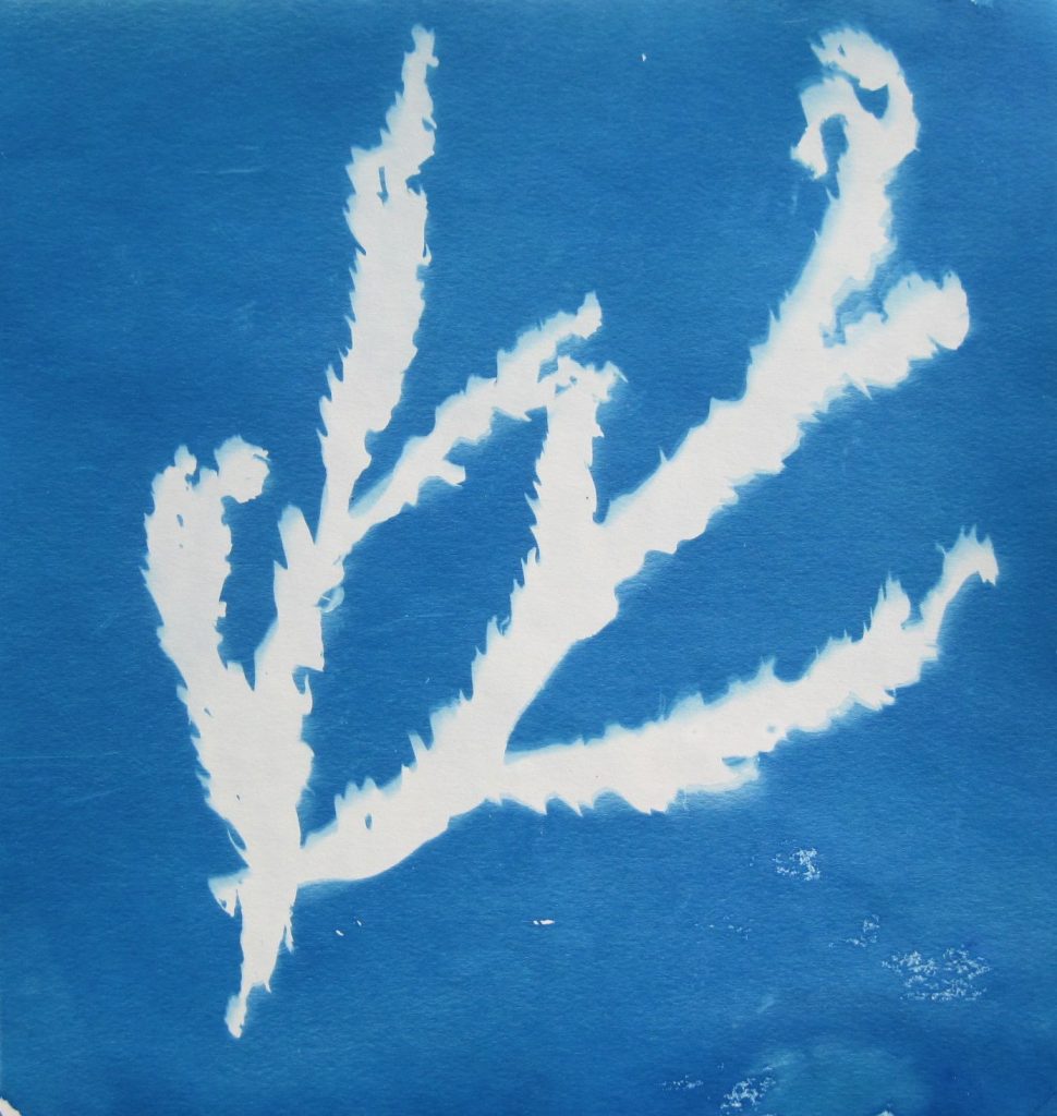 Fucus serratus: Shadows blur the edges