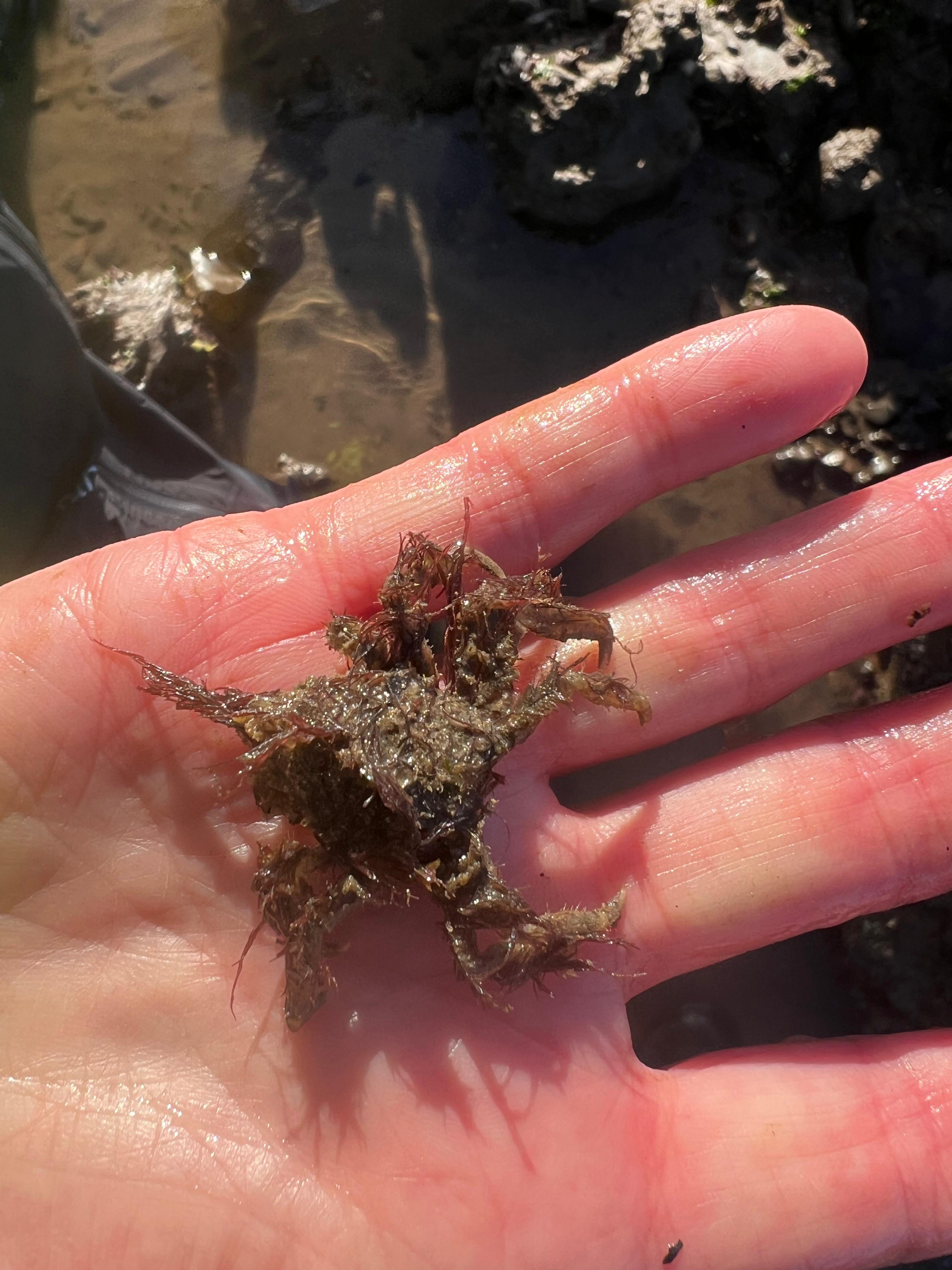 Crab Pisa species (photo from Nick Trivett). April2026