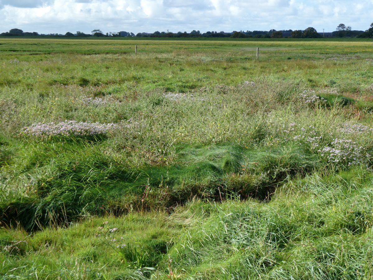 Sea Asters, Grune Point