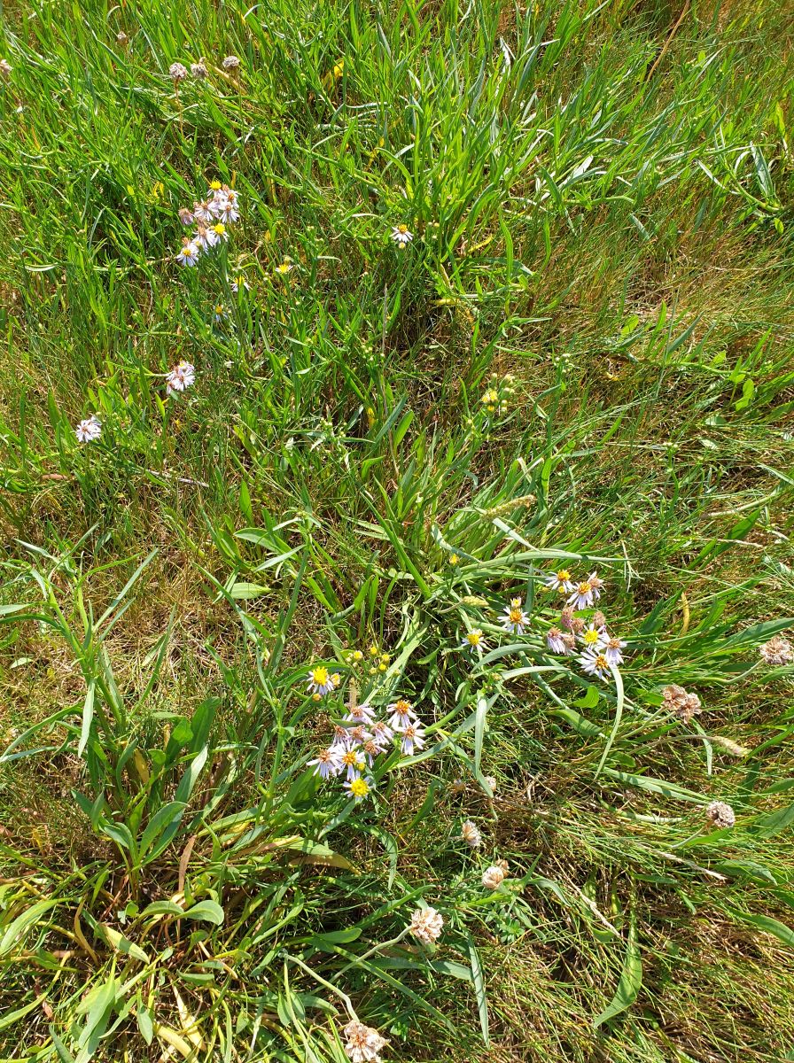 Sea asters, Port Carlisle