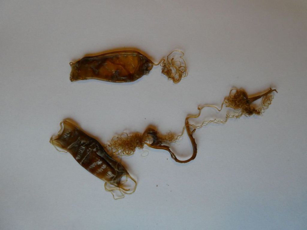 Catshark eggcases