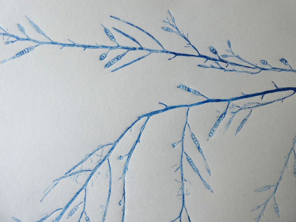 Halidrys, Sea Oak
