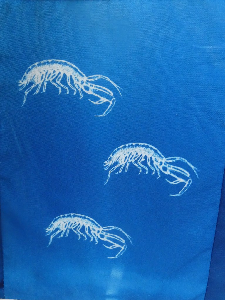 Corophium cyanotype