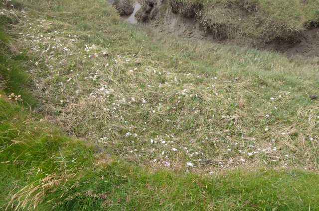 Crab skeletons deposited by the tide at Grune Point