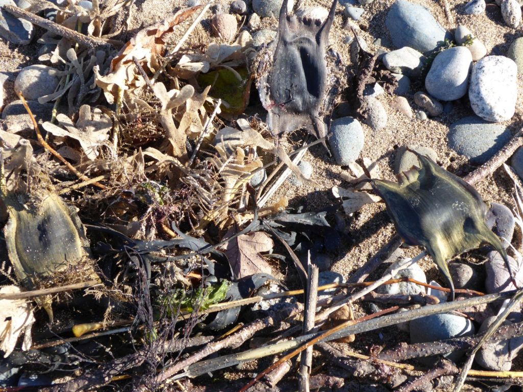 Thornback ray eggcases, Hornwrack and hydroids