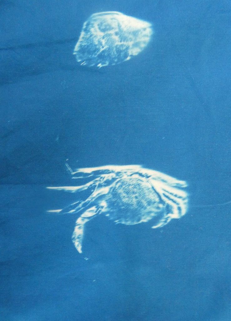 Crab shell cyanotype