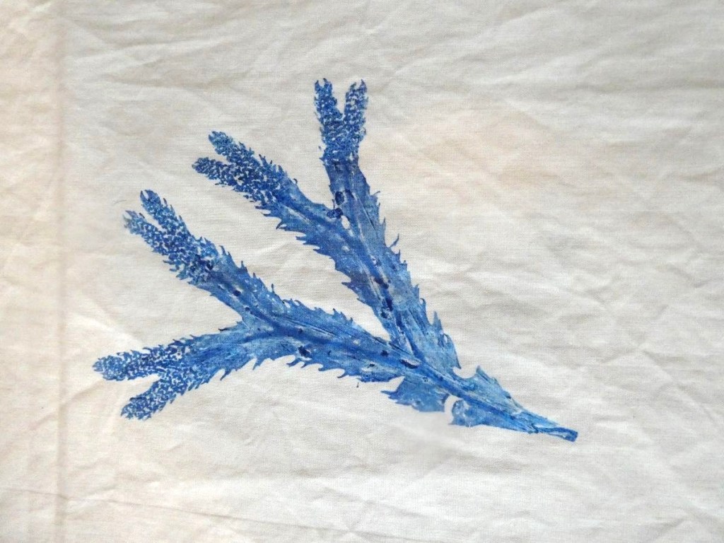 Fucus serratus