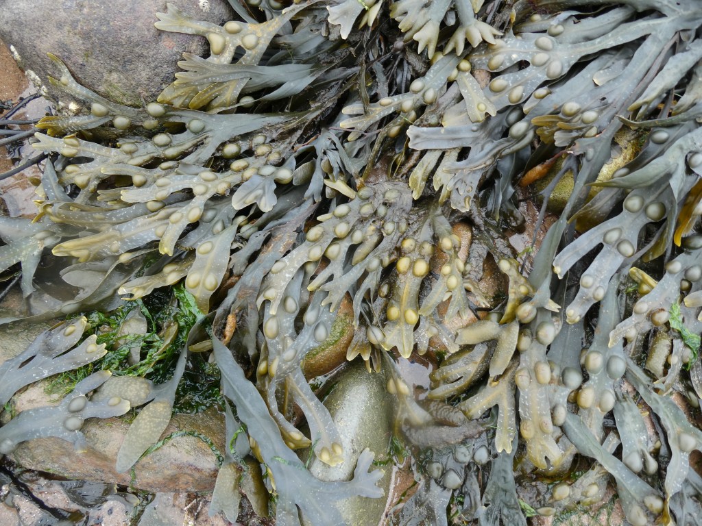 Bladder Wrack, Fucus vesiculosus
