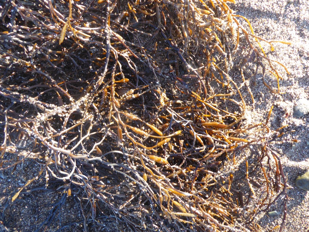 Halidrys on the tideline