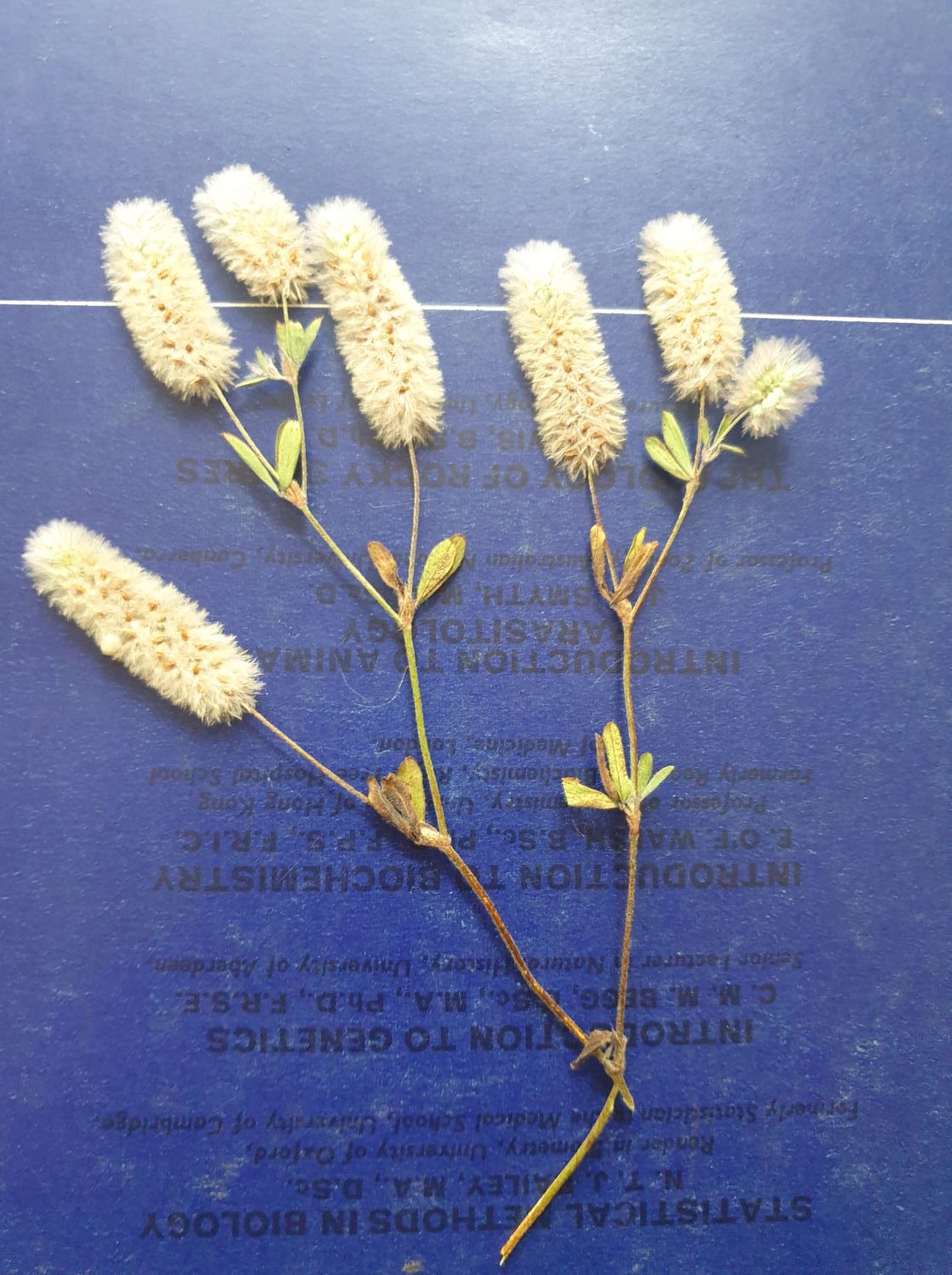 Hare's-Foot Clover