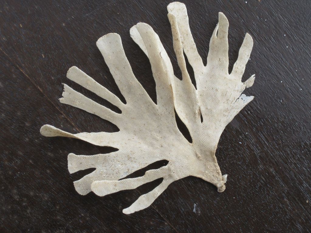 Hornwrack, Flustra, a bryozoan