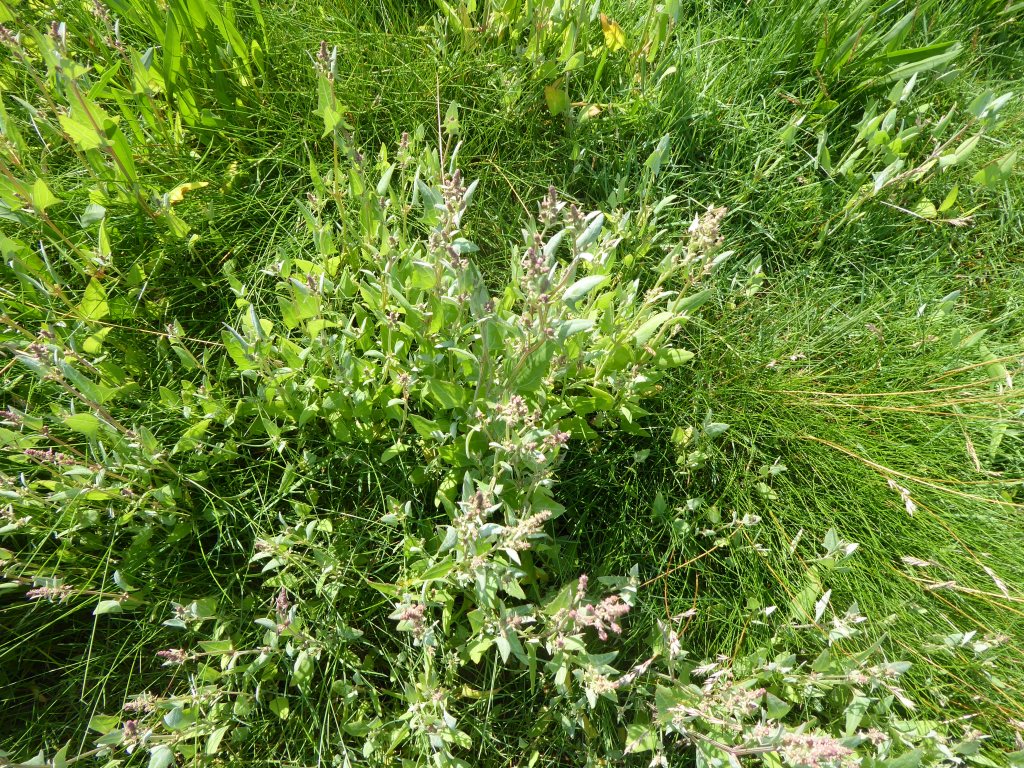 Orache in flower