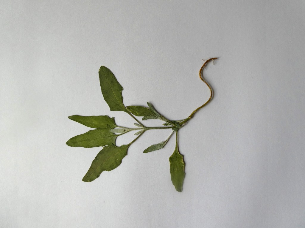 Orache, pressed and dried