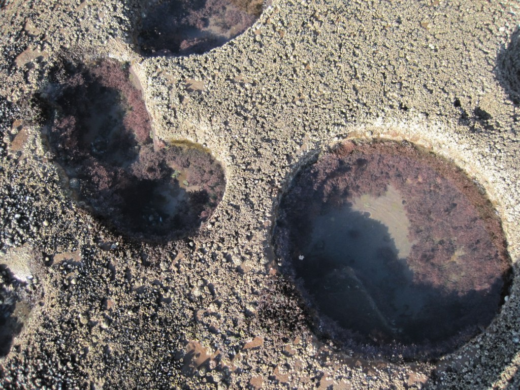 Fleswick Bay rock pool
