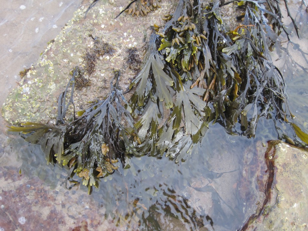 Parton rock pool