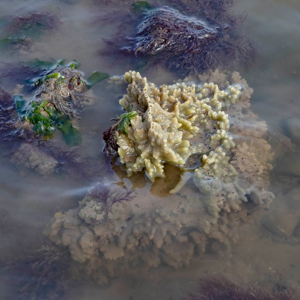 Pool in Sabellaria reef, Allonby