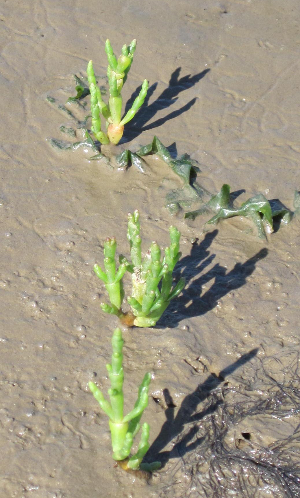 Samphire