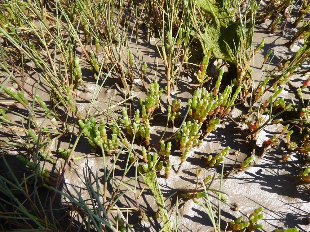 Samphire