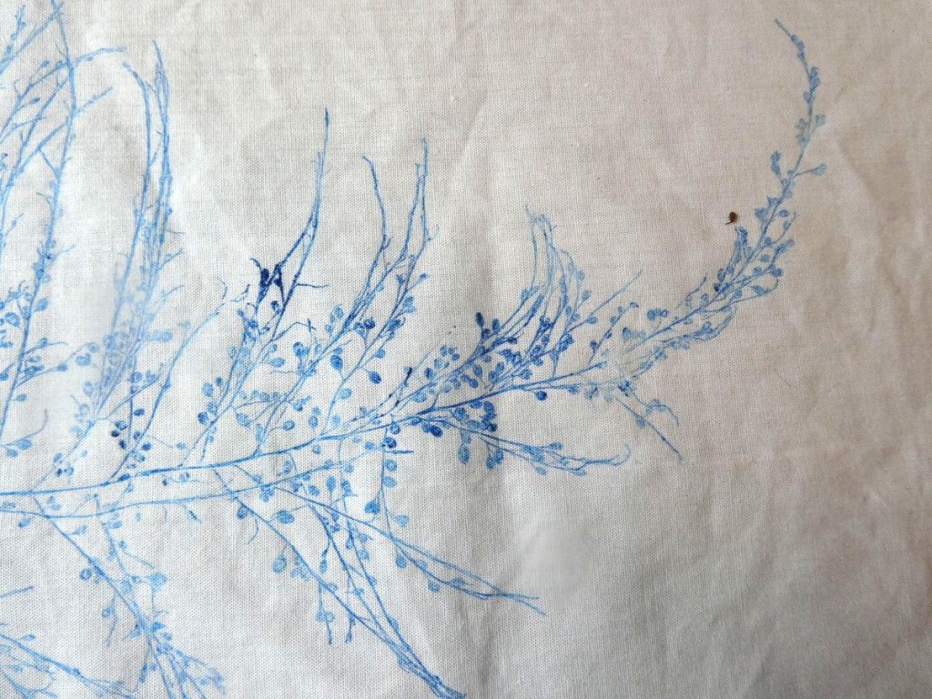 Sargassum collagraph