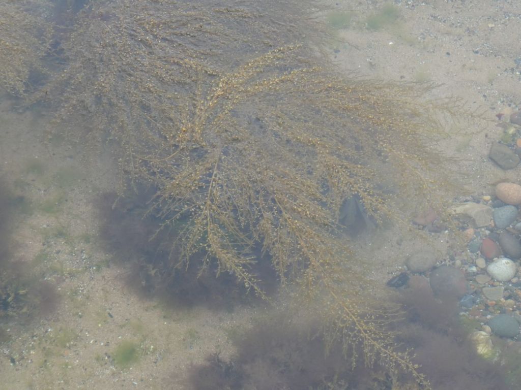 Sargassum weed in a pool at Parton