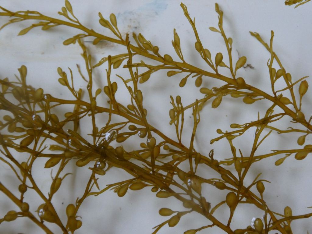 Sargassum pneumocysts