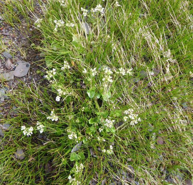 Scurvy Grass